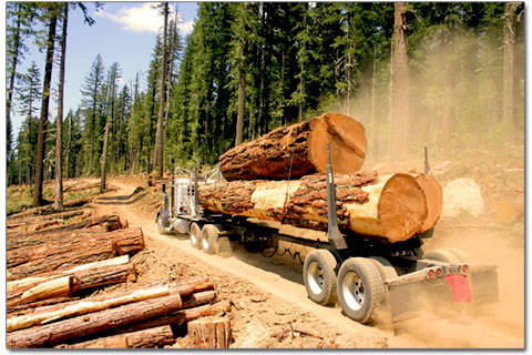 Китайские инвесторы заинтересовались деревообработкой в Черногории